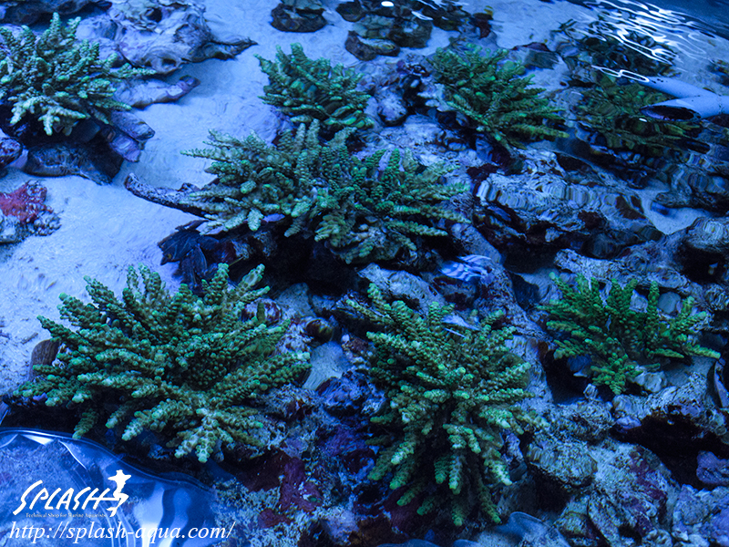 オーバーフロー水槽、SPS、LPS、ライブロック、可愛いブラックオセラリスなどご紹介