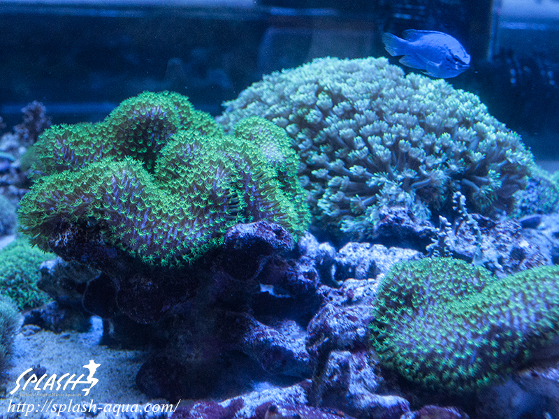 オーバーフロー水槽、SPS、LPS、ライブロック、可愛いブラックオセラリスなどご紹介