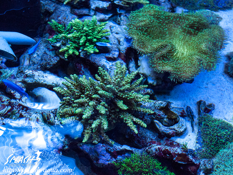 オーバーフロー水槽、SPS、LPS、ライブロック、可愛いブラックオセラリスなどご紹介