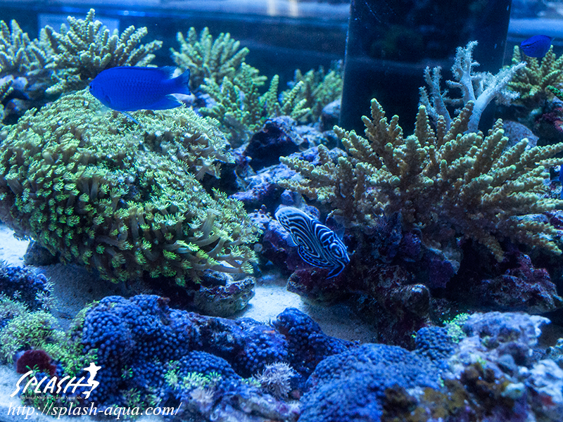 オーバーフロー水槽、SPS、LPS、ライブロック、可愛いブラックオセラリスなどご紹介