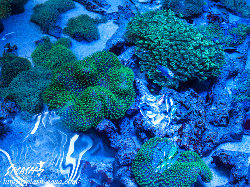 オーバーフロー水槽、SPS、LPS、ライブロック、可愛いブラックオセラリスなどご紹介