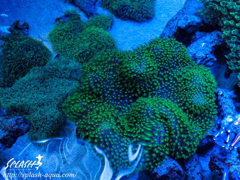 オーバーフロー水槽、SPS、LPS、ライブロック、可愛いブラックオセラリスなどご紹介