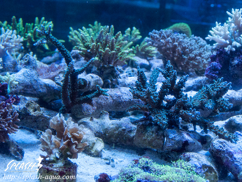 オーバーフロー水槽、SPS、LPS、ライブロック、可愛いブラックオセラリスなどご紹介