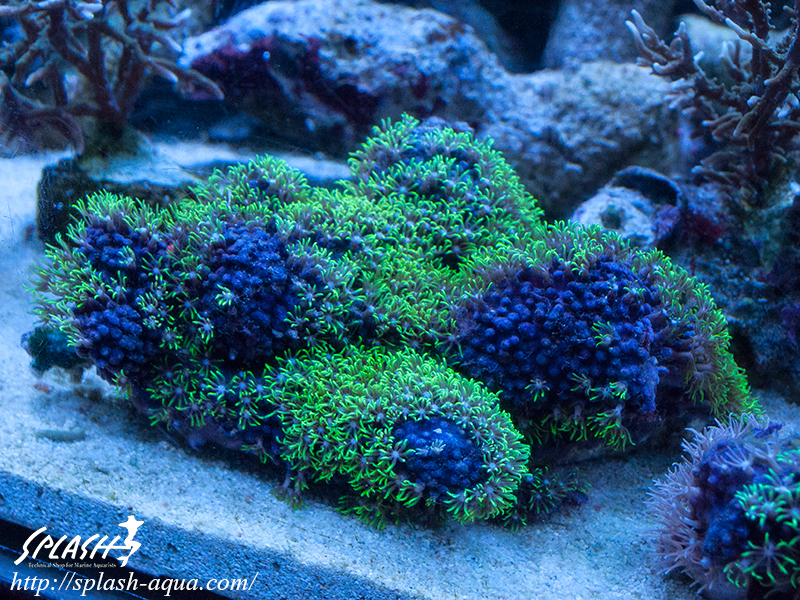 オーバーフロー水槽、SPS、LPS、ライブロック、可愛いブラックオセラリスなどご紹介