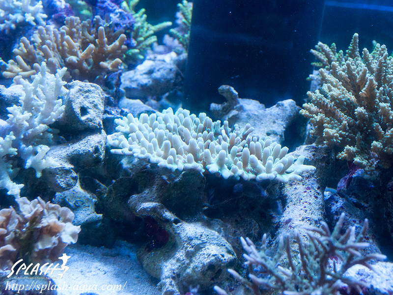 オーバーフロー水槽、SPS、LPS、ライブロック、可愛いブラックオセラリスなどご紹介
