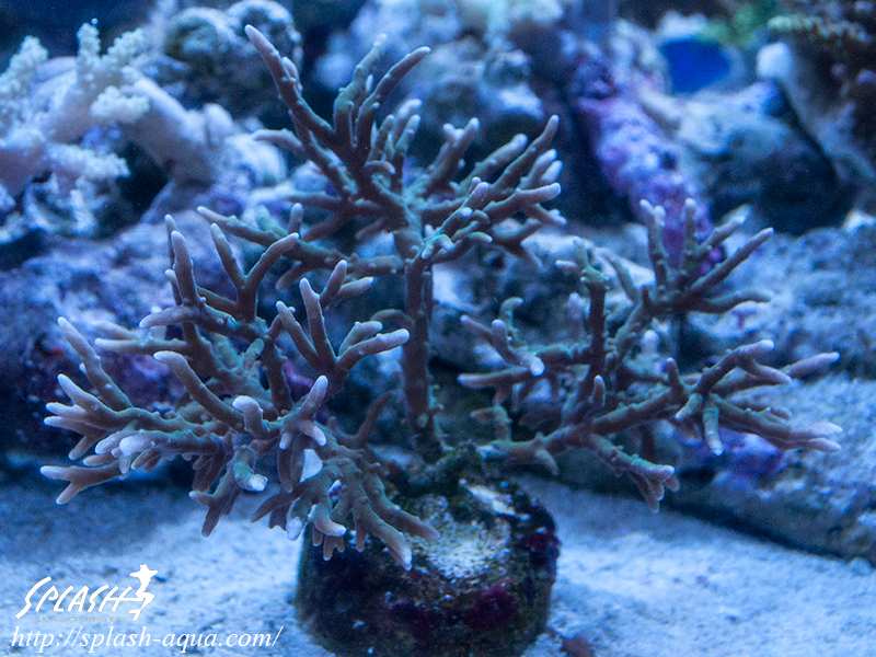 オーバーフロー水槽、SPS、LPS、ライブロック、可愛いブラックオセラリスなどご紹介