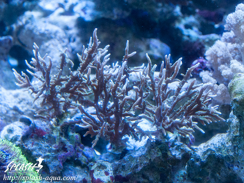 オーバーフロー水槽、SPS、LPS、ライブロック、可愛いブラックオセラリスなどご紹介