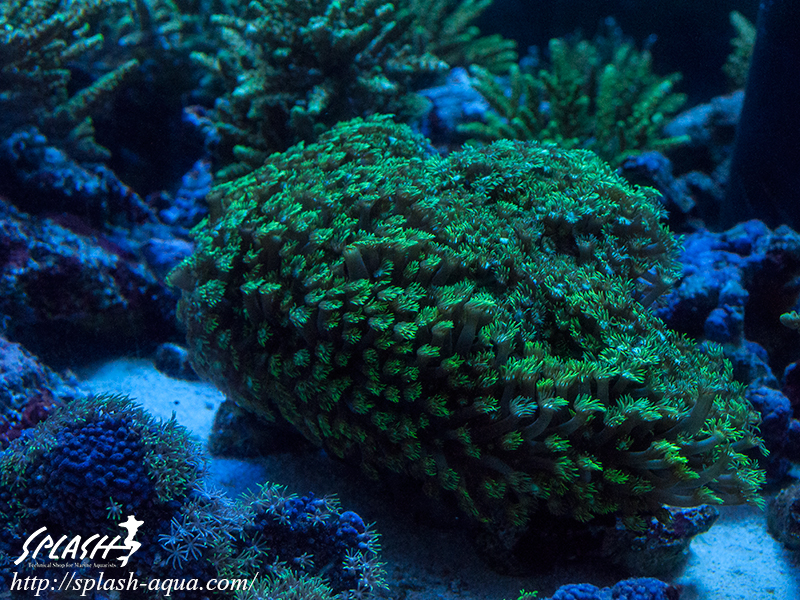 オーバーフロー水槽、SPS、LPS、ライブロック、可愛いブラックオセラリスなどご紹介