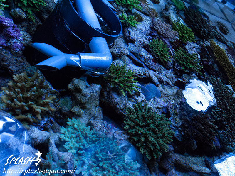 オーバーフロー水槽、SPS、LPS、ライブロック、可愛いブラックオセラリスなどご紹介