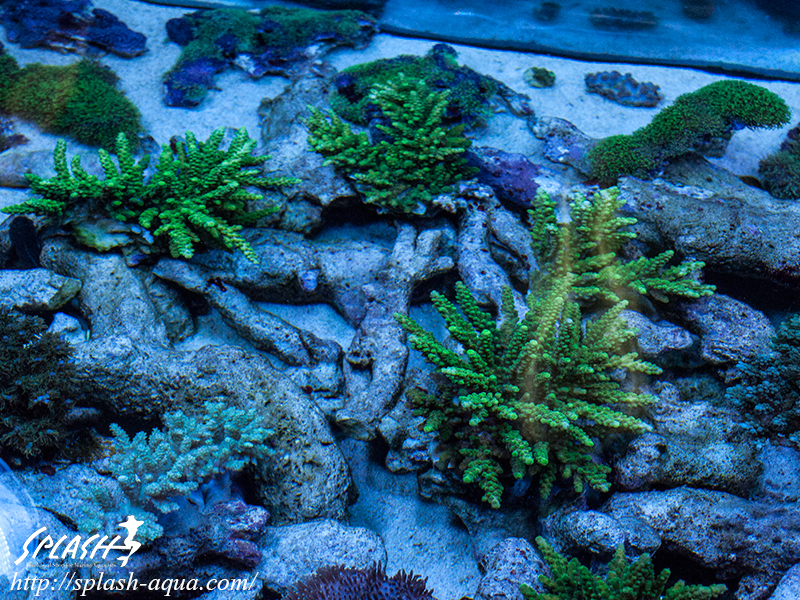 オーバーフロー水槽、SPS、LPS、ライブロック、可愛いブラックオセラリスなどご紹介