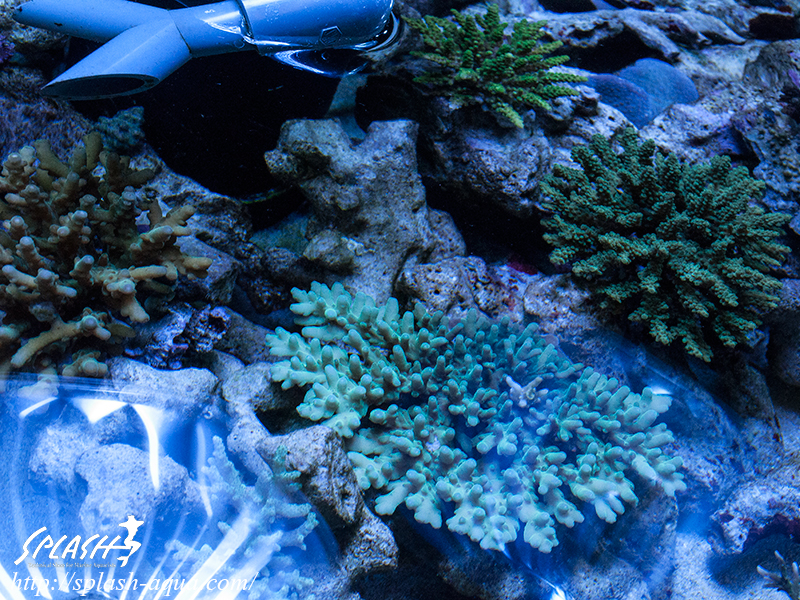 オーバーフロー水槽、SPS、LPS、ライブロック、可愛いブラックオセラリスなどご紹介