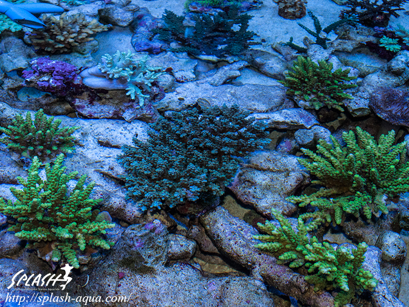 オーバーフロー水槽、SPS、LPS、ライブロック、可愛いブラックオセラリスなどご紹介