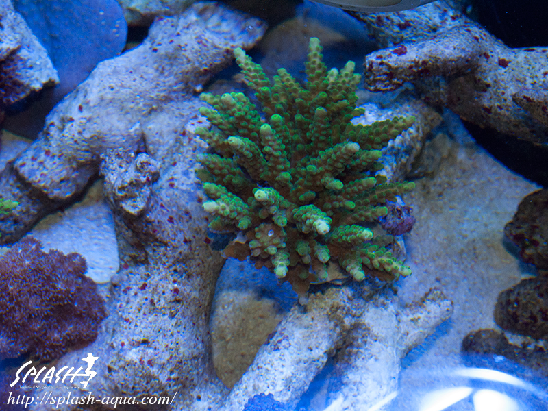 オーバーフロー水槽、SPS、LPS、ライブロック、可愛いブラックオセラリスなどご紹介