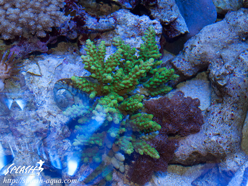 オーバーフロー水槽、SPS、LPS、ライブロック、可愛いブラックオセラリスなどご紹介