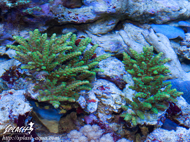 オーバーフロー水槽、SPS、LPS、ライブロック、可愛いブラックオセラリスなどご紹介