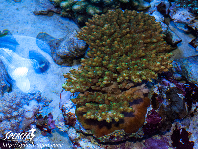 オーバーフロー水槽、SPS、LPS、ライブロック、可愛いブラックオセラリスなどご紹介