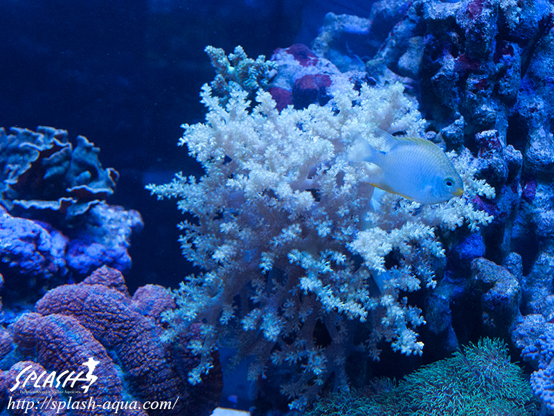 オーバーフロー水槽、SPS、LPS、ライブロック、可愛いブラックオセラリスなどご紹介