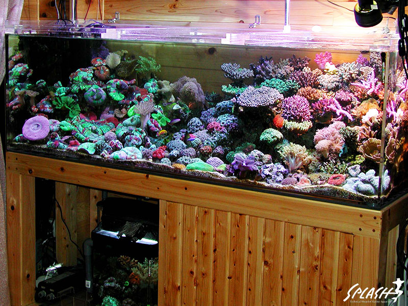 スプラッシュお客様オーバーフロー水槽