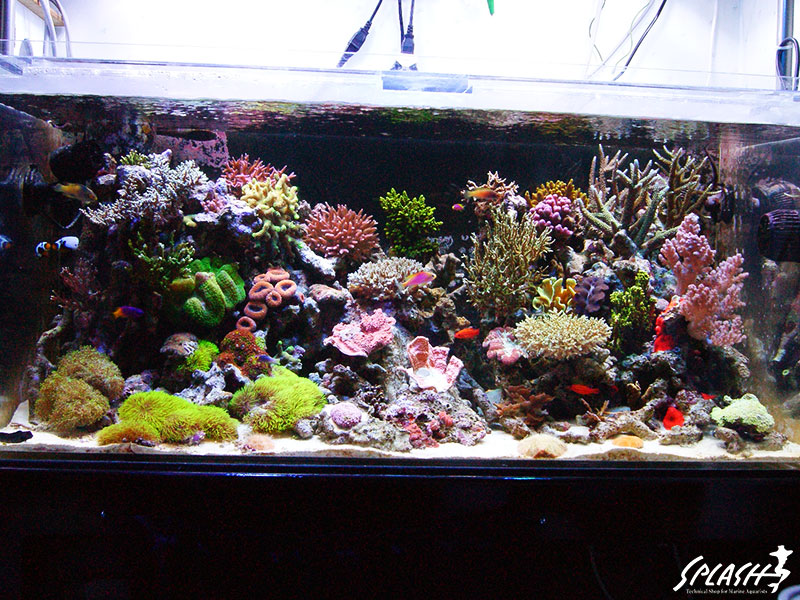 スプラッシュお客様オーバーフロー水槽