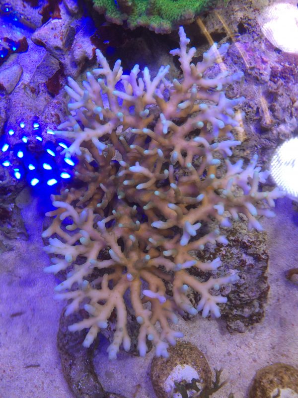 深場ミドリイシ