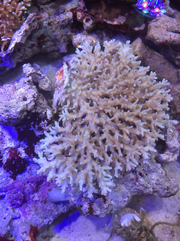 深場ミドリイシ