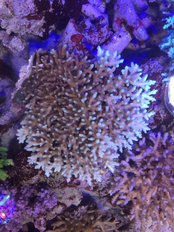 カロリニアーナ