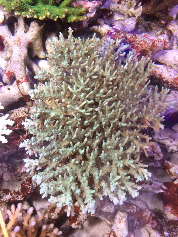 ジャクラインタイプ