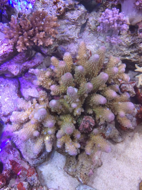 ツツユビミドリイシ