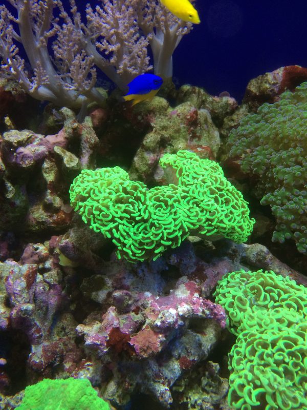 ナガレハナサンゴ