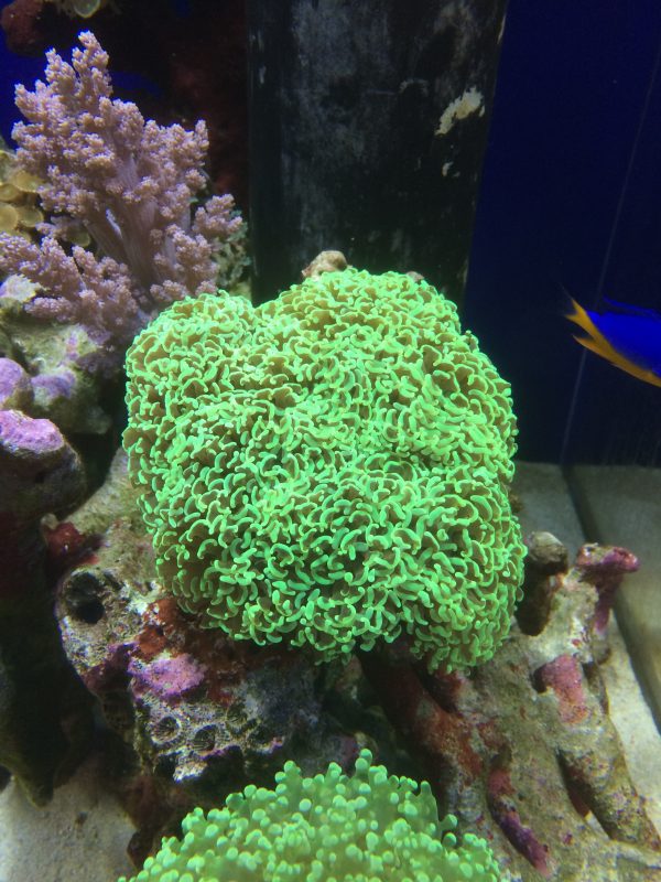 ナガレハナサンゴ