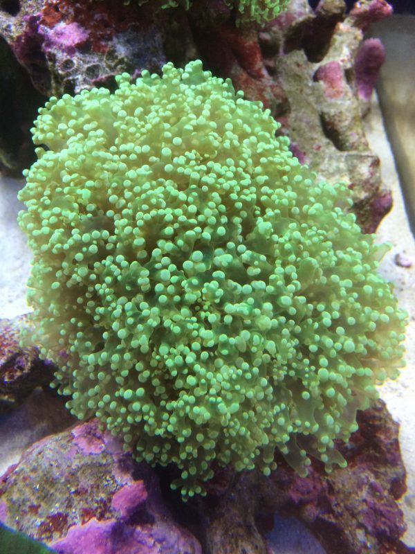 タコアシサンゴクリアーグリーン