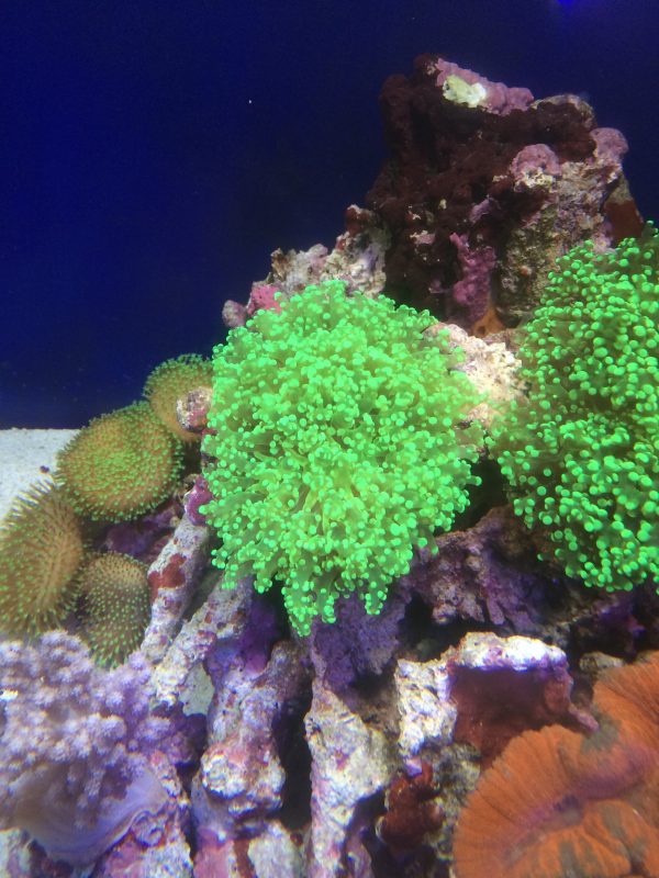 タコアシサンゴクリアーグリーン