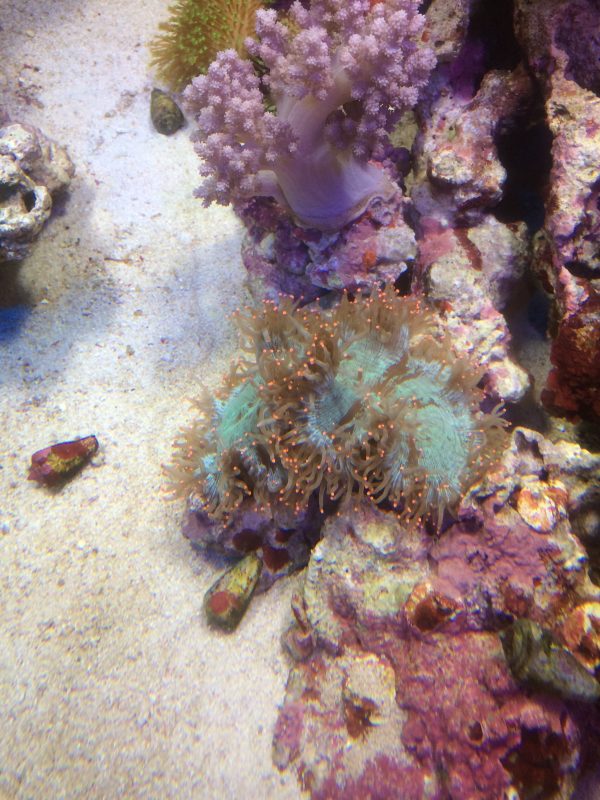 トランペットコーラル