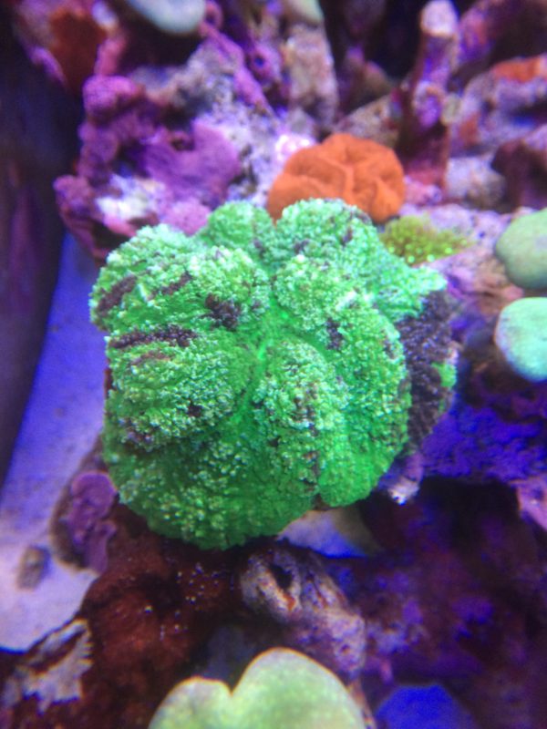 ハナガタサンゴ