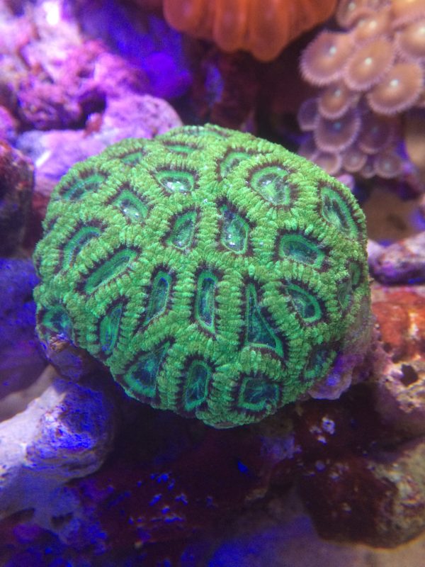 カクオオトゲキクメイシ