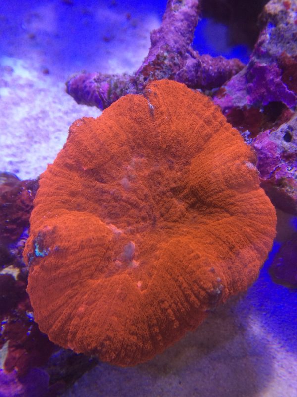 ハナガタサンゴ