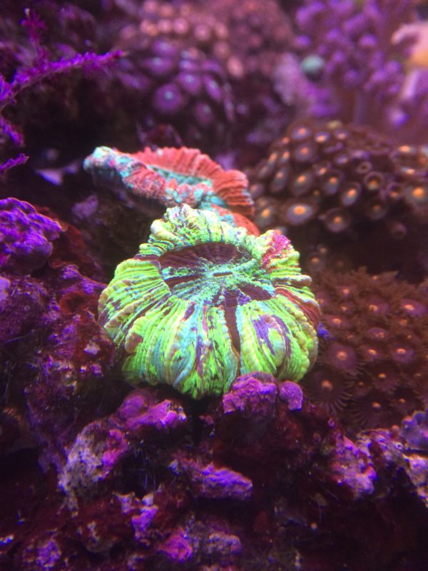 オオバナサンゴ