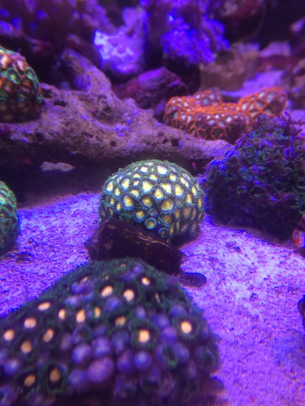 マメスナギンチャク