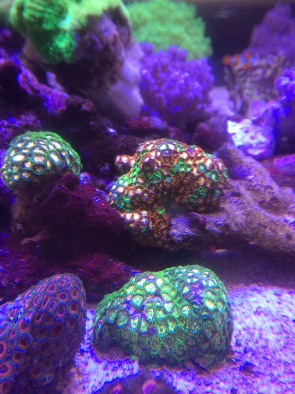 マメスナギンチャク