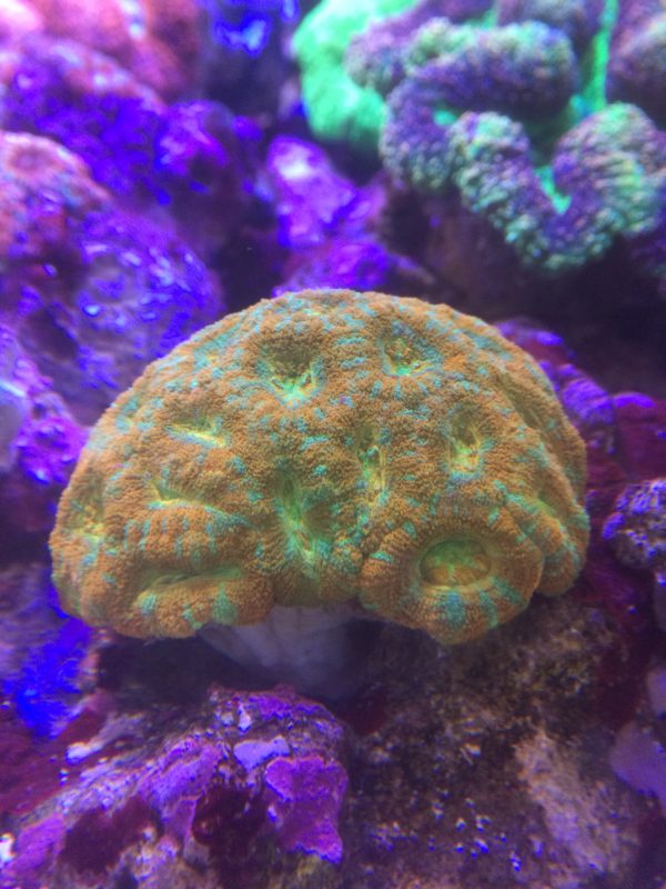 カクオオトゲキクメイシ