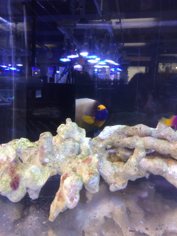 ブルーフェイスエンゼル