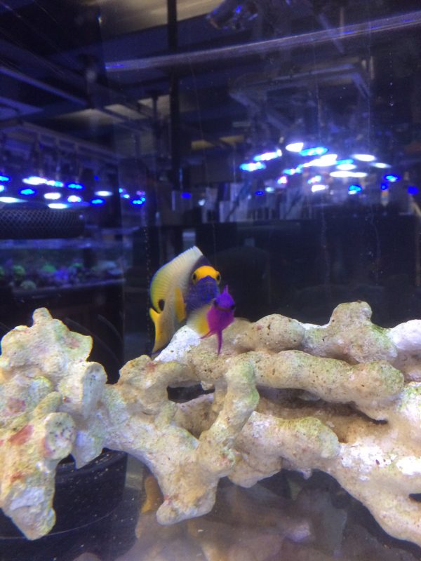 ブルーフェイスエンゼル