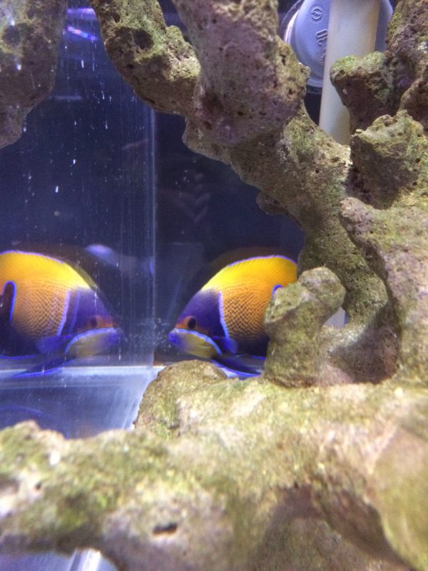 イナズマヤッコ