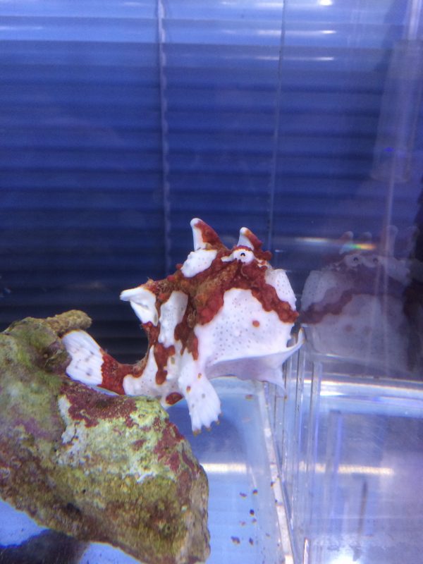 クマドリカエルアンコウ