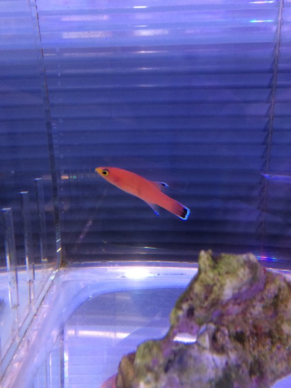 ケーブバスレット