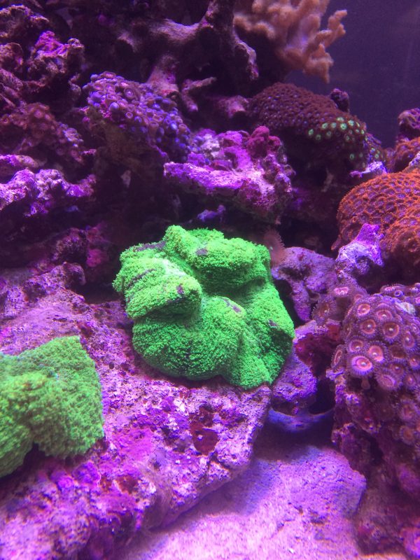 ハナガタサンゴ