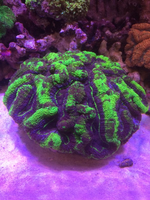 ハナガタサンゴ