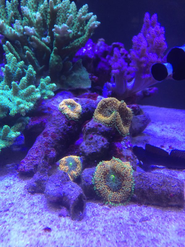 バブルディスク