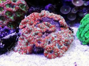 カクオオトゲキクメイシ