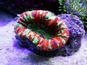 オオバナサンゴ